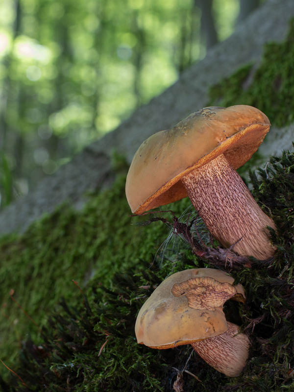 Boletus luridus